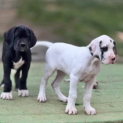 Great dane puppies