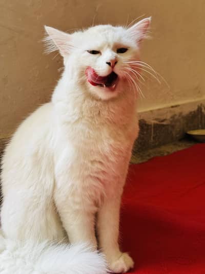 Persian female cat available for sell