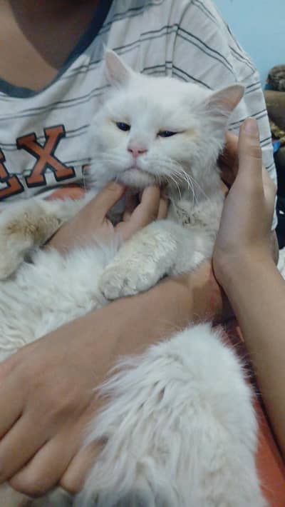 white persian blue eye male cat