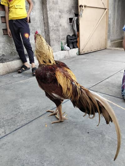 Mainwali/AseelMurgha/LongTail/PakistaniAseel