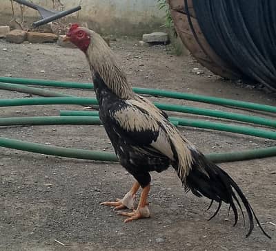 2 Year Old Jawa Breeder Murga for Sale  | Healthy & Active
