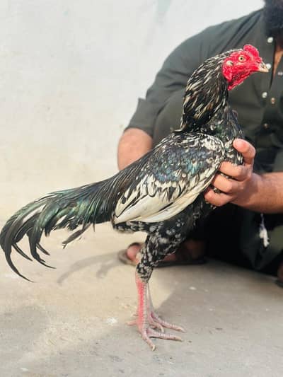 aseel chena patha for sale