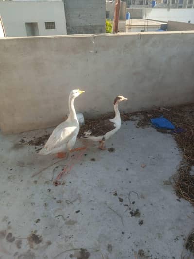 Big neck ducks For Sale