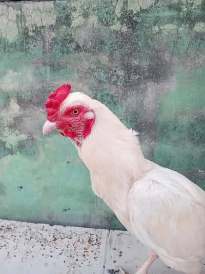 Aseel heera breader pair for sale