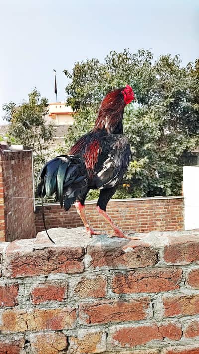 pakoy aseel from Roof farm