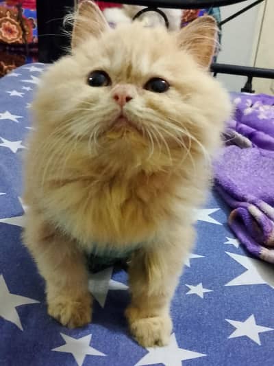 male kitten home breed punch face