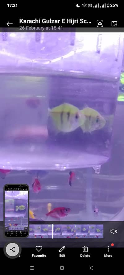 Tetra Fish Tetra Widow Redcap Black Mor Fish Betta male