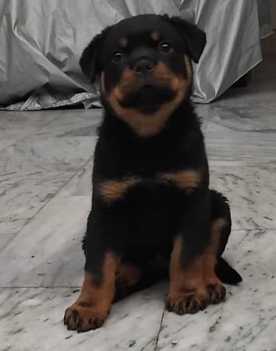 Rottweiler female puppy for sale