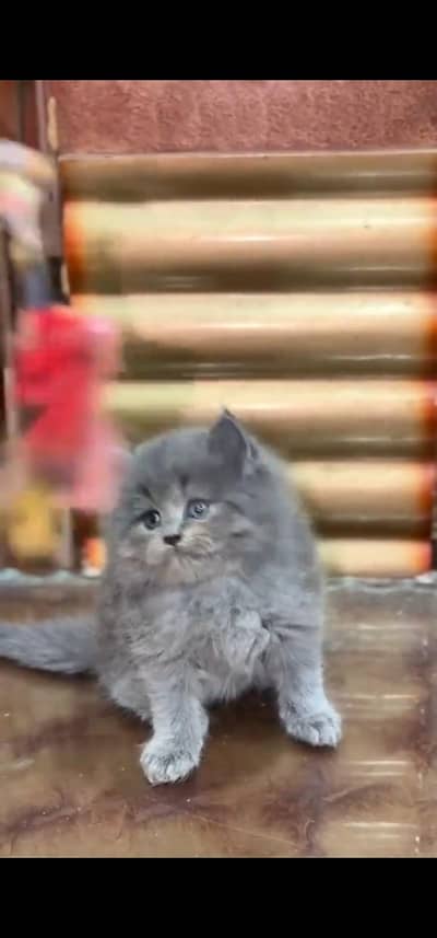 Quality Persian Punch face cat & kitten is 03233614642 WhatsApp