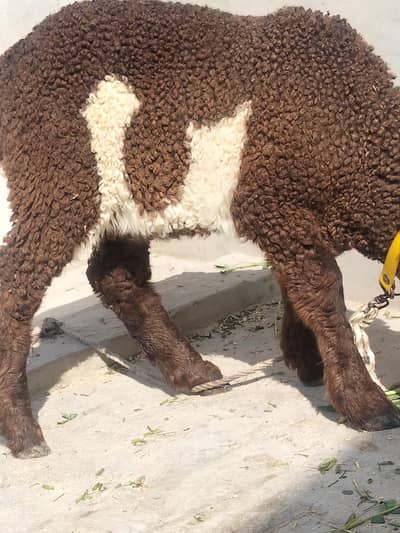 Laila for sale 0300-8398-021