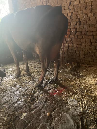 Jersi sahiwal  tazi soye Sath Bachri ha