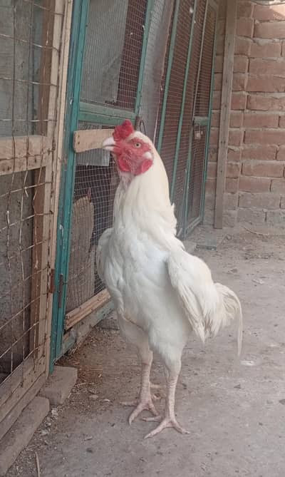 white aseel bread  for sale