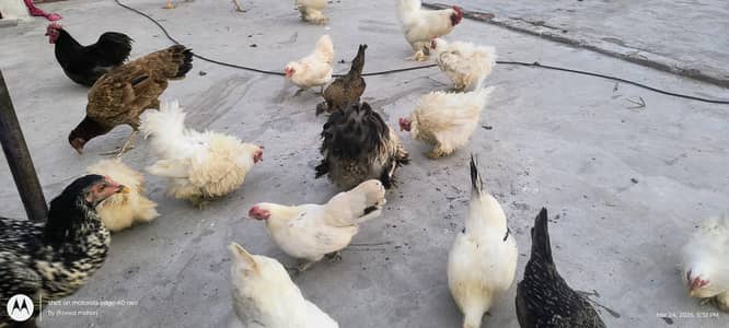 Bantam pairs, Aseel Hen, Frizzle Bantam Rooster for sale