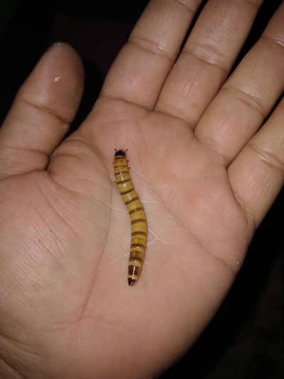 Premium Quality Giant Superworms – High Protein Pet Feed