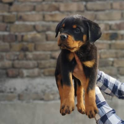 rottweiler puppies/ Rott pedegree puppies
