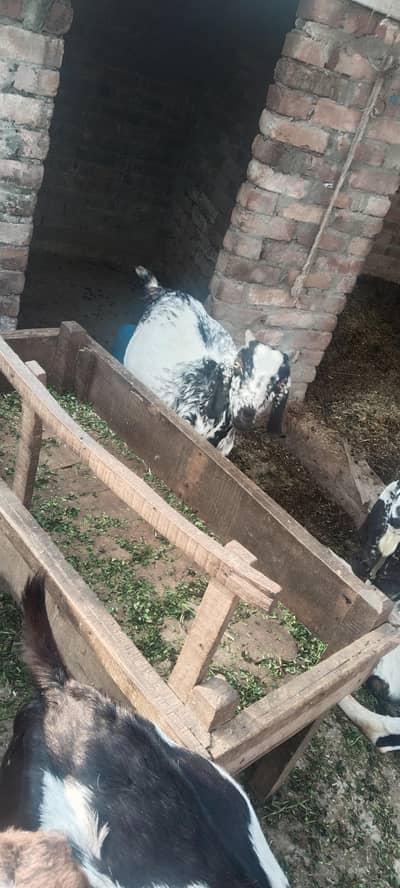 2 male Goats age 12 and 18 months