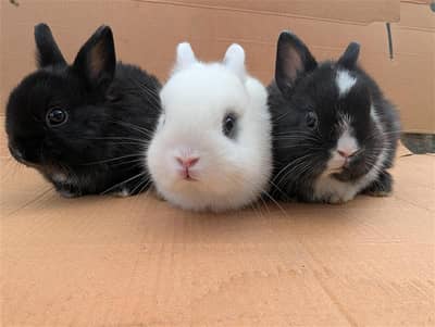 Fancy Netherland dwarf Rabbits and bunnies 2 Male + 1 Female