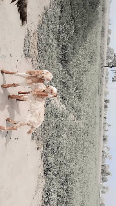 2 Bacchon Ka Sath Desi Bakri For Sale (Call "_03274970754)