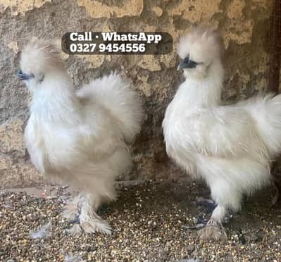 Fancy Hens White Silkie For Sale