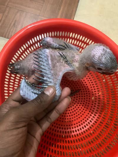 Blue and gold macaw chick