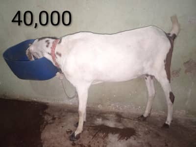 bakri for sale 03060038102