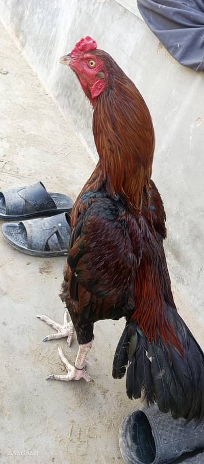 aseel jageeri murgy 03033512480