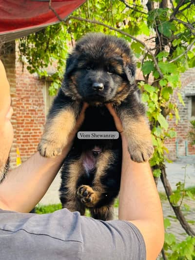 German shepherd long hair puppies / pedigreed