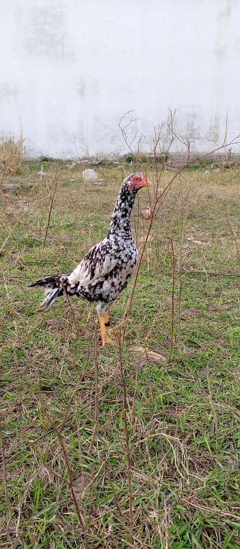 Aseel Chani madi for sale