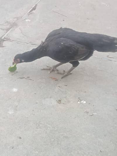 Healthy and Active انڈے دیتی ہےThai Vietnam  03032507611 call number