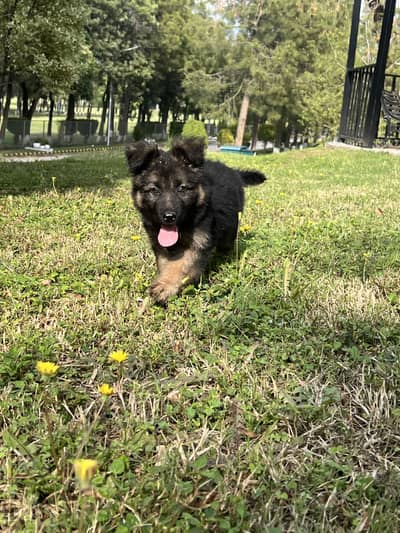 German shepherd female puppy