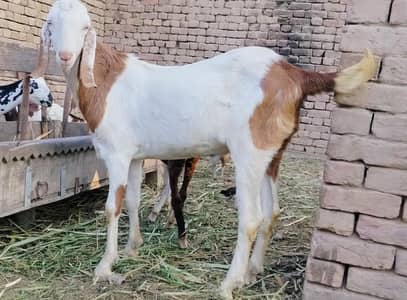 4 goats male (bakray) for sale for qurbani