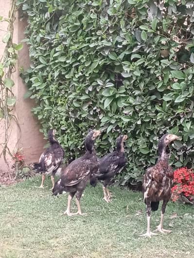 Aseel mainwali chick 4 piece age 5 months