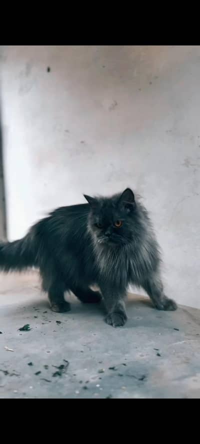 Persian cat thriple coat