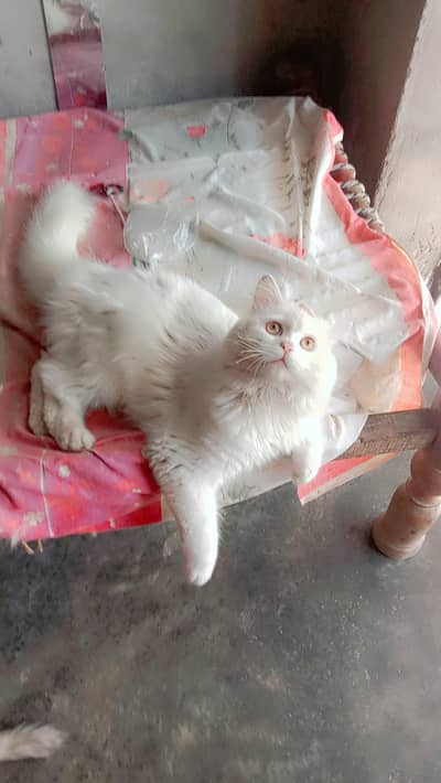 jisko cat chahie use number per call Karen ya message