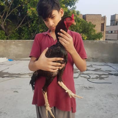 Asel morgha high quality