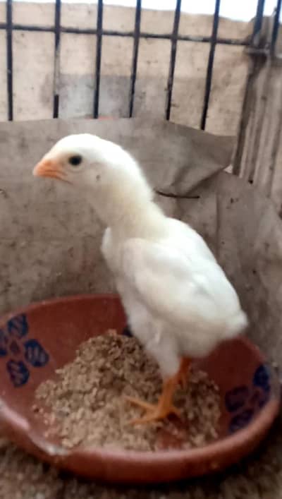 White King O Shamo  Chicks