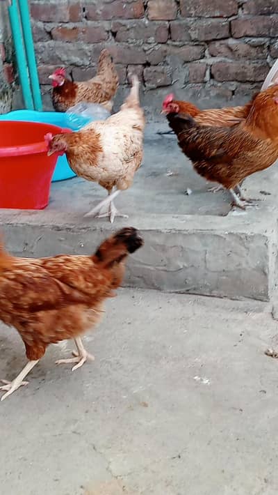 Golden misry Egg lying 03014011627