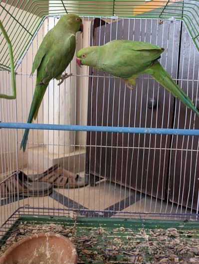 Ringneck Parrots