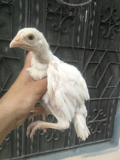 Aseel Hera Chicks for Sale
