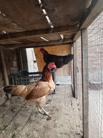 dasi murgi or asel mrgi