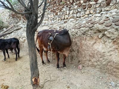 حاملہ گائے فار سیل