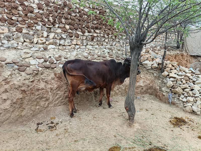 حاملہ گائے فار سیل 1