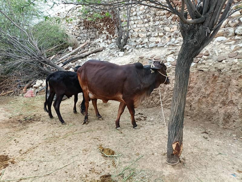 حاملہ گائے فار سیل 2