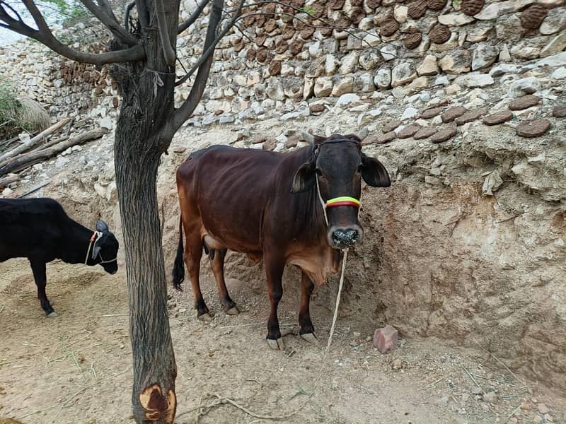 حاملہ گائے فار سیل 3