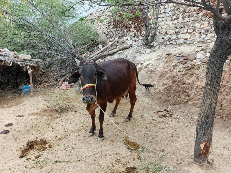 حاملہ گائے فار سیل 4