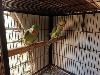 Kashmiri Breeder Handtame Talking Raw Parrot Pair Contact 03362838259