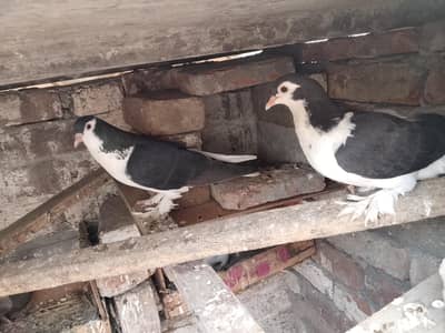 Multani bread to gather fly