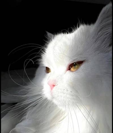white colour Persian cat pair  double coated