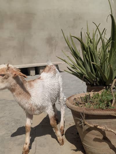 goats baby