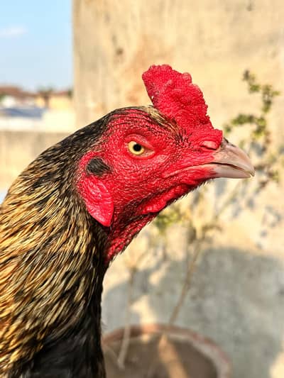 Aseel hens top class